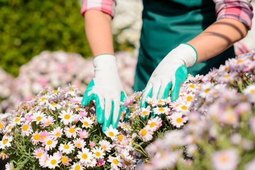 Seasonal garden planting with colorful blooms