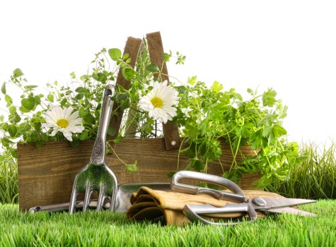 Healthy trimmed tree enhancing property aesthetics