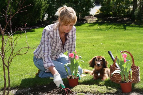Pruned shrubs in a Blackfriars residential garden